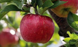 Jabłka - ile kalorii mają jabłka?